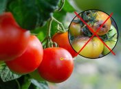 Какие сорта помидоров не боятся фитофторы