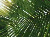 Медики назвали самые опасные тропические болезни 