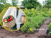 Коли і як правильно поливати помідори та огірки