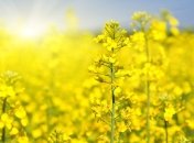 Прогноз погоды на 5 августа: в Украине сохранится жаркая погода