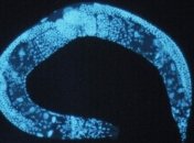 Нематоды-долгожители: ученые смогли продлить жизнь червей в пять раз 