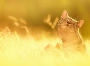 Прогноз погоды в Украине 29 мая: синоптики обещают без осадков 