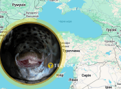 Рыбу Lagocephalus sceleratus уже массово ловят в Средиземном море и в соседних с Украиной странах