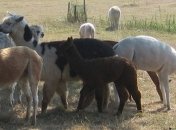 Как верблюды выживают в пустыне?