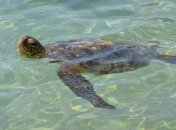 Дрон заснял самую большую миграцию зеленых черепах в мире (Видео)