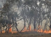 Новая волна пожаров: австралийцев предупредили об ухудшении воздуха (Фото, Видео)