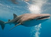 Мальдивский отель приглашает туристов изучать акул