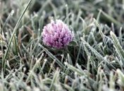 В Украину снова идут заморозки