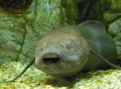 В ЮАР нашли останки древнейшей "сухопутной" рыбы