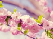 Климатологов не на шутку встревожил самый жаркий в истории апрель