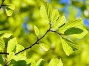 В Україні прогнозують дощі з грозами, прогріє до 27°