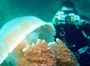 Дайвинг в Турции: Фетхие (Фото)