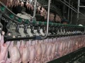 Украина может в полтора раза увеличить экспорт курятины
