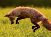 Охотничьи угодья занимают 80% территории Украины