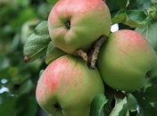 Урожай поздних сортов украинских яблок сгниет после нового года