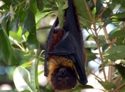 Обнаружены необычные колонии летучих мышей
