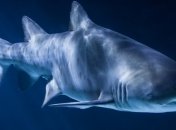 Ученые хотят пересчитать всех акул на планете