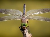 Стало известно, от чего зависит цвет стрекозиных крыльев 
