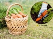 Морковь вырастет большой и вкусной