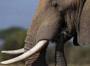 В Индии слон напал на людей