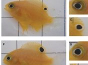У рыб начали расти глаза на хвосте (Фото)