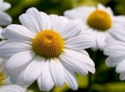 Прогноз погоды 22 мая в Украине: возвращается тепло, местами пройдут дожди