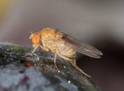 Мухи помогут: ученые хотят избавить человечество от страданий по умершим