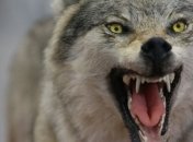 На Тернопольщине волки нападают на местных жителей 