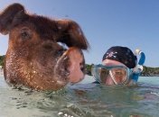 Плавающие свиньи у Багамских островов 