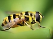 Ученые доказали, что пчелы могут общаться между собой 