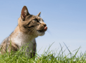 Какой церковный праздник 26 августа 2025 года — День памяти мучеников Адриана и Натальи