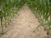 В Евросоюзе разрешили использование некоторых ГМО-культур