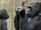 Самки животных выбирают пол своих детенышей