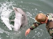 СМИ: США выпустят боевых дельфинов в Черное море 