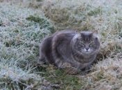 Синоптик рассказала, какой будет погода на следующей неделе