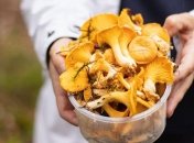 Без червяков внутри и замачивания: как выбрать лисички и лайфхаки по приготовлению от Владимира Ярославского