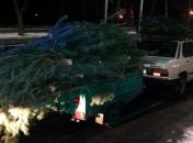 В Запорожье мужчина перевозил 44 елки без маркировки и документов