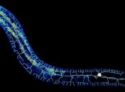 В нервной системе червя обнаружены неизвестные клетки  