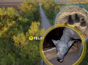 Мифическая чупакабра