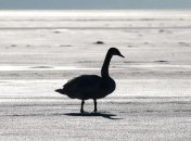 На Буковине массово гибнут лебеди