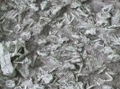 Были найдены ясли динозавров вместе с няней