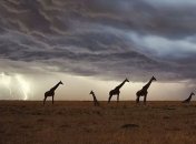 Ученые сделали удивительное открытие о жирафах