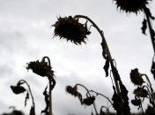 Пожар на Николаевщине уничтожил подсолнухи и деревья на 1 млн грн