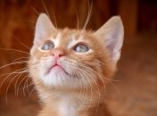 Самая маленькая кошка в мире (Видео)