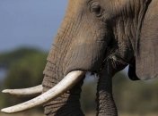 В Танзании за год почти 100 человек было убито дикими животными