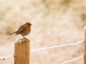 Лунный посевной календарь с 16 декабря по 22 декабря 2019 года