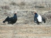 Новость дня: фото возбужденных тетеревов под Питером насмешили сеть