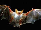 Ученые: Летучие мыши страдают от жары