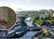 Дикие животные