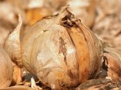 В Антарктиде нашли мешок лука столетней давности (Фото)